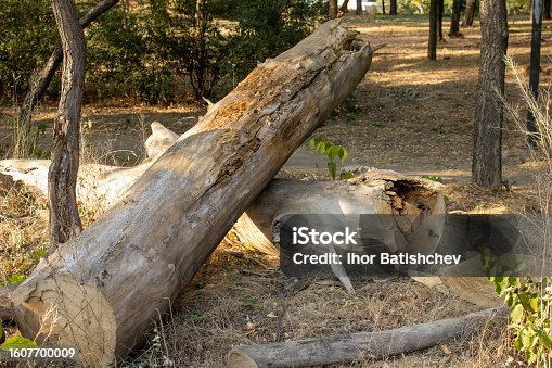 istock Felled tree in the forest. Stump. Tree trunk. 1607700009