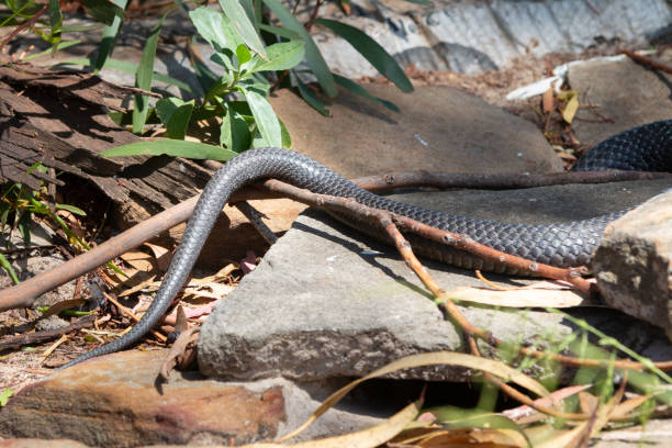 istock Tiger snake in Australia 1607705797