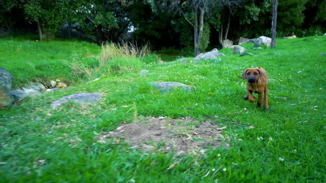 Happy puppy running in the park