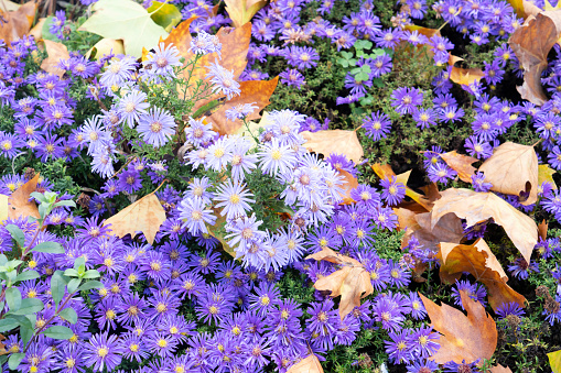 floral mix boeders in autumn park