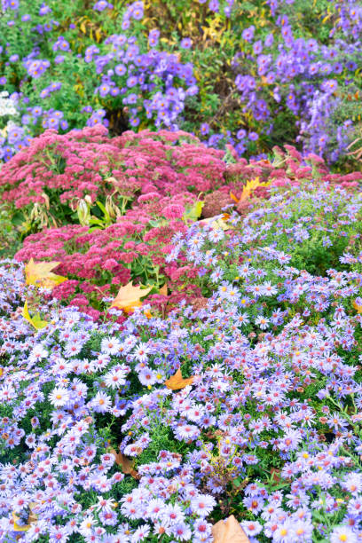 istock mix boeders in autumn park 1607719006