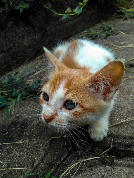 純血種の猫の数は、世界の全猫のわずか1%です - kitten cats animals and pets formal garden ストックフォトと画像