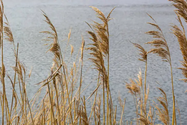 Common reed Phragmites australis. Thickets of fluffy dry trunks of common reed against the background of lake water. Up close Nature concept for design.