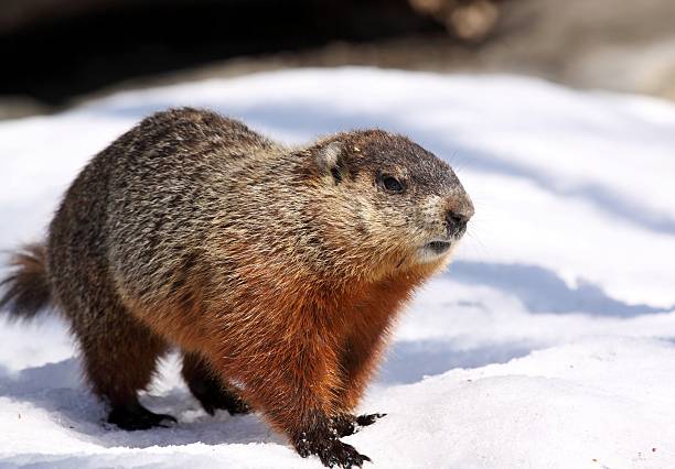 ground hog on snow ground hog walking on snow groundhog stock pictures, royalty-free photos & images
