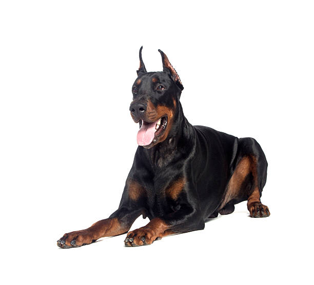 istock Doberman dog portrait 160773557