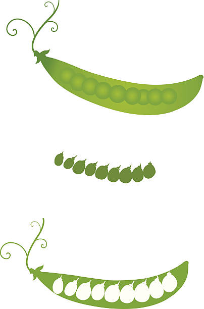 완두콩 in 꼬투리 - healthy eating green pea snow pea freshness stock illustrations