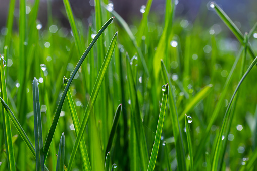 Water drops on the green grass. Morning dew, watering plants. Drops of moisture on leaves after rain. Beautiful green background on an ecological theme.
