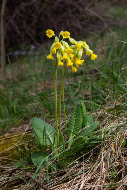 istock Yellow Primula veris cowslip, common cowslip, cowslip primrose on soft green background.Selective focus 1607740427
