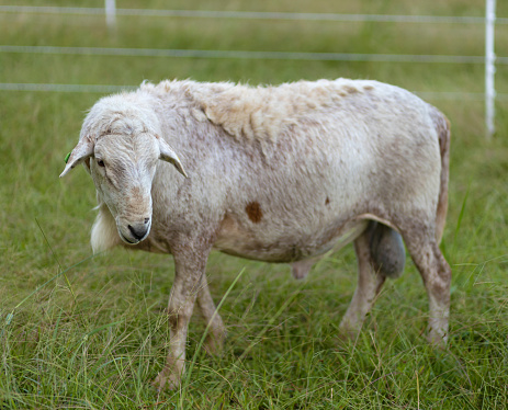 Sheep ram that is being rorationally grazed with white fencing on a green paddock