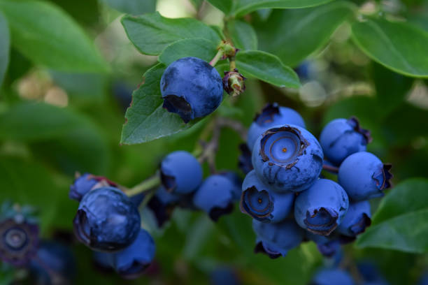 istock Ripe blueberries on a blueberry bush 1607755795