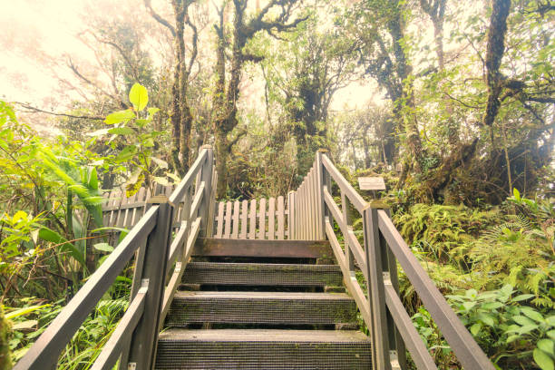 istock Mossy forest view during day time in Cameron Highland, Pahang 1607756817