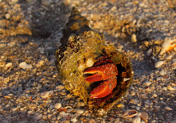 istock Hermit Crab on Blind Pass Sanibel Captiva, Florida 1607774443