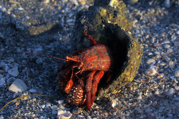 istock Hermit Crab on Blind Pass Sanibel Captiva, Florida 1607774463