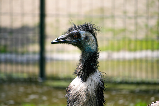 Emu close up