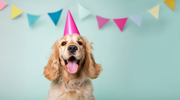 istock Happy cocker spaniel celebrating at a birthday party 1607787316