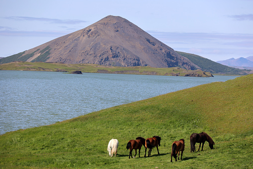 Icelandic ponies stand, bracing against the wind, Western Iceland. 