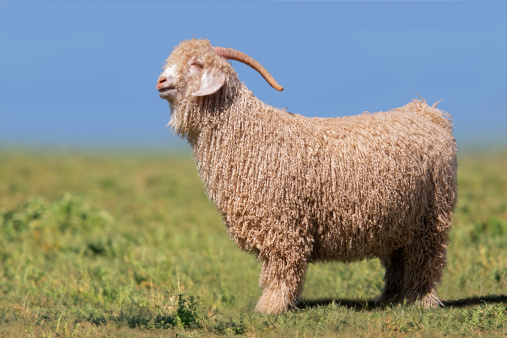 Landscape photo of an Australian sheep, standing in a grassy farm paddock near Armidale, NSW.