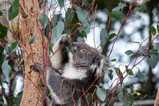 Close-up of a koala sleeping in a tree during the day.