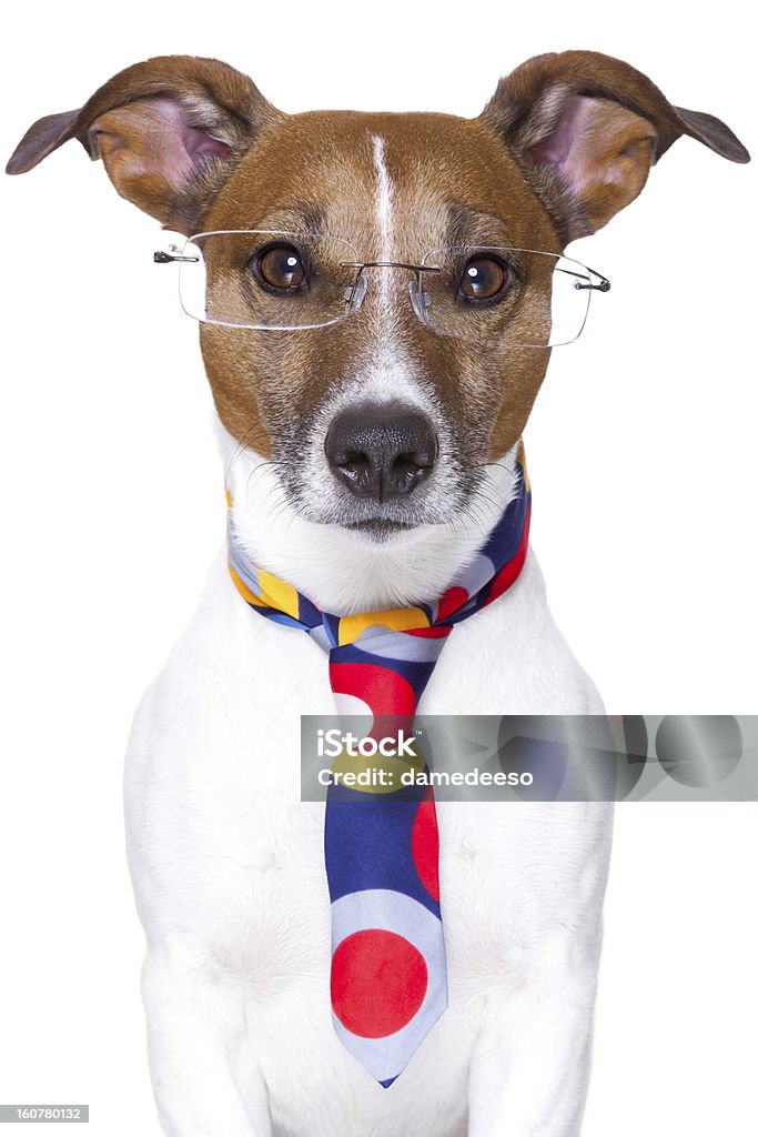 office dog office dog wearing funny  tie and glasses Business Stock Photo