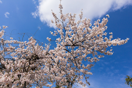 Holiday in South Korea - White cherry blossom, Sakura