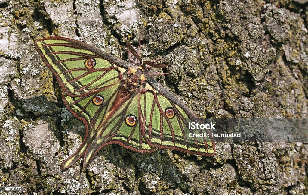 Graellsia Isabellae (hiszpański Moon Moth) - Zbiór zdjęć royalty-free (Ćma)