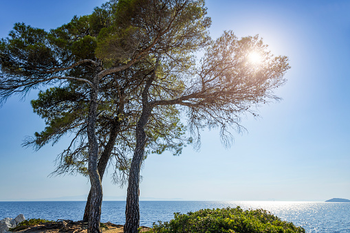 Amarandos cove Three trees (Mamma Mia!), Skopelos island, Sporades, Greece at sunset.