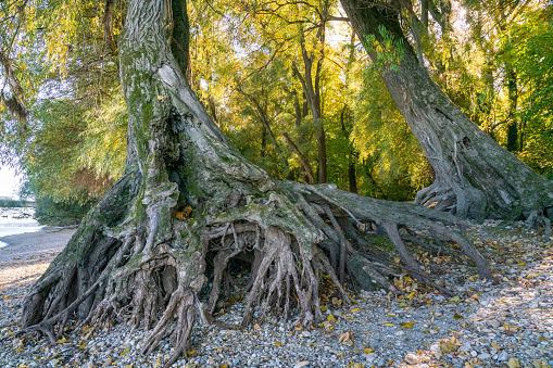 Two large trees with age-old buttress roots on natural gravel riverbank of Danube near Bratislava in early autumn deciduous forest