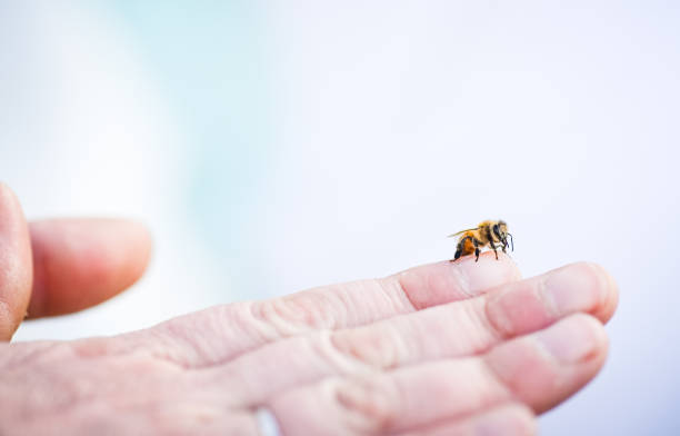 istock A bee perched on a human finger, human insect interaction 1607848300