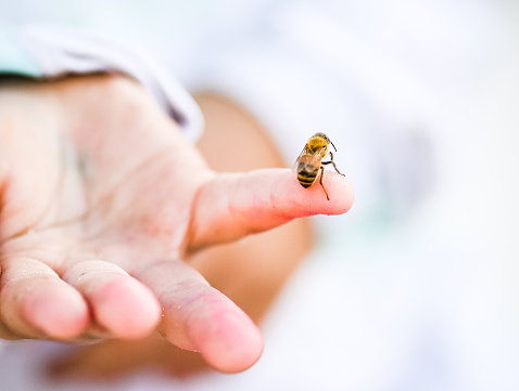 A bee on a human finger