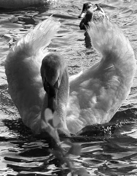 istock Morning Monochrome Swan 1607852569