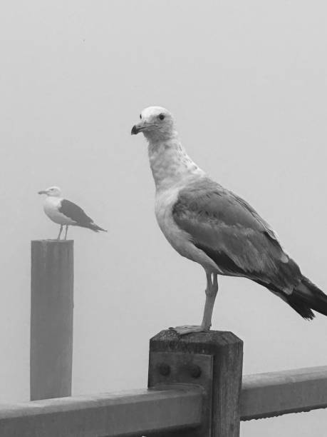 istock Gulls On Bay In Fog 1607852582
