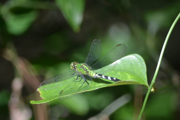 istock beauty of green 1607860604