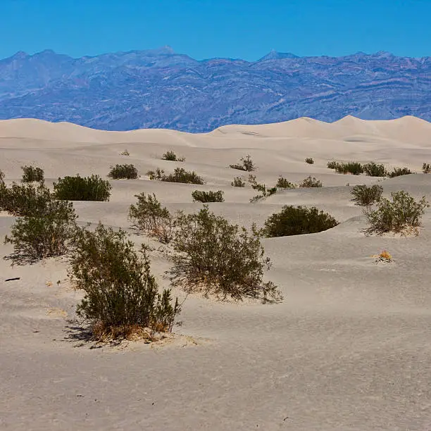 Beautiful sand dunes in the Death Valley, California, USA