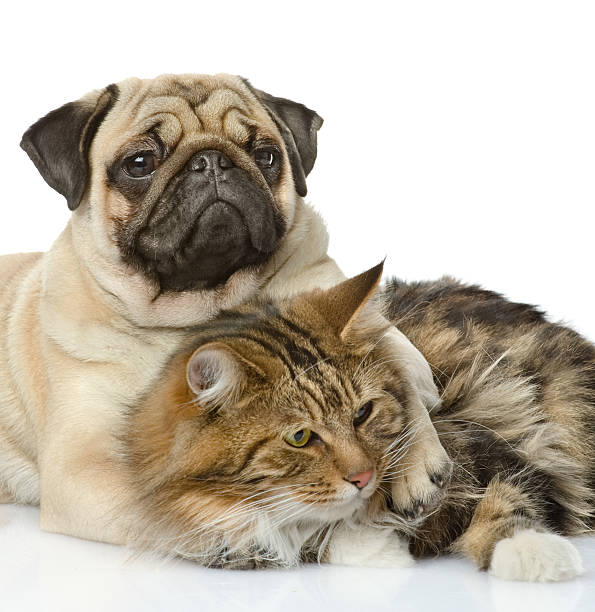 istock the dog embraces a cat 160786547