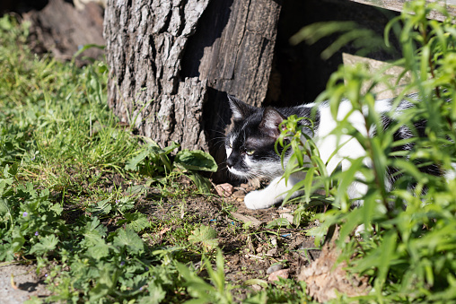 Beautiful bicolor black and white hunter cat with yellow eyes standing in high green grass watching into distance. Feline walking in summer nature. Feline portrait.