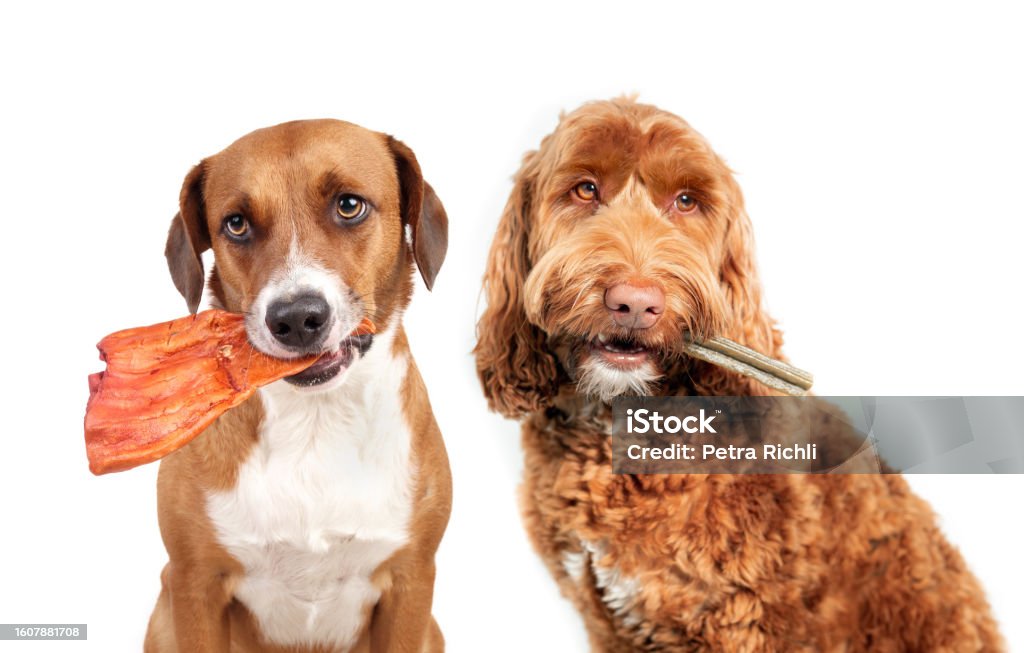 Chiens avec bâton dentaire et oreille à mâcher, ou bâton à mâcher. - Photo de Aliment libre de droits Chiens avec bâton dentaire et oreille à mâcher, ou bâton à mâcher. - Photo de Aliment libre de droits
