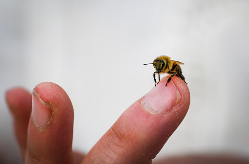 A bee on a human finger