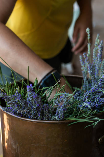 istock lavender fields in the middle of summer 1607889873