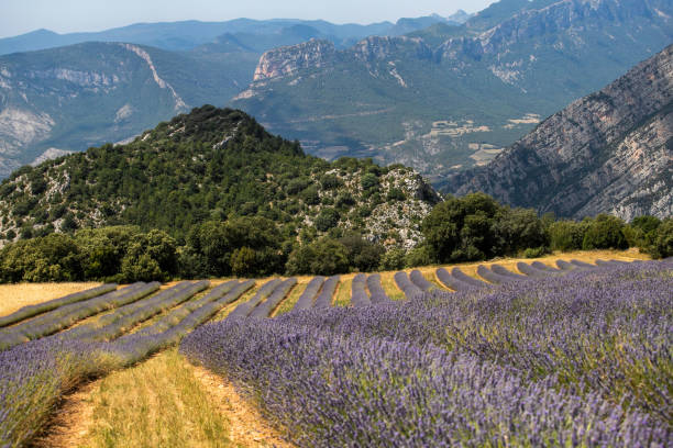 istock lavender fields in the middle of summer 1607897587