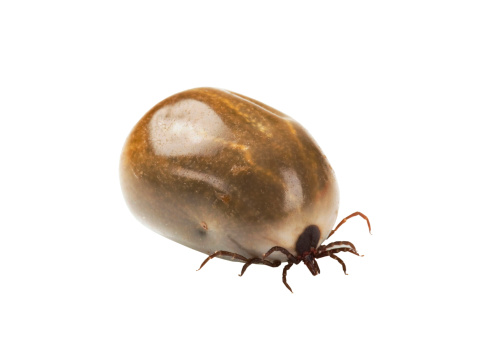 Well-fed tick isolated on white