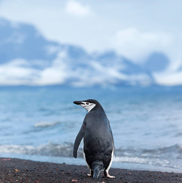 南極ヒゲペンギンビーチで - penguin chinstrap penguin antarctic peninsula ice floe ストックフォトと画像