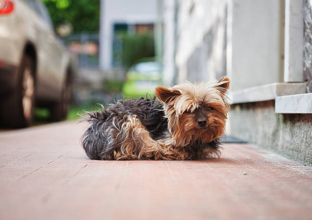 dog resting during a trip in the countryside, a bicycle behind blur, Yorkshire Terrier brown Doggy.