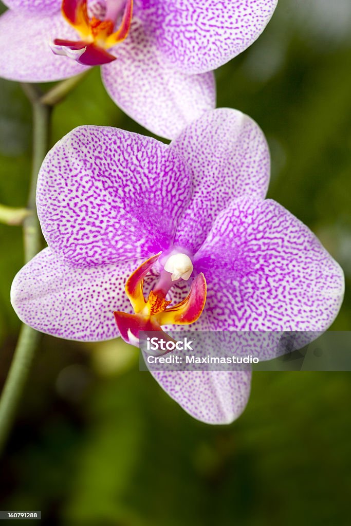 Orchidea - Foto stock royalty-free di Affettuoso