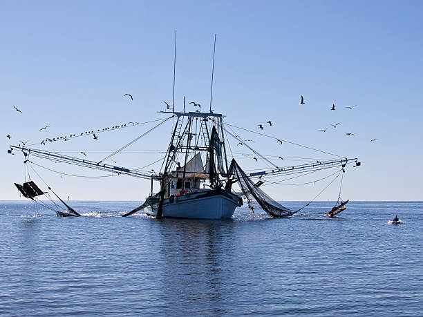 Barco de pesca de gambas con delfines - foto de stock