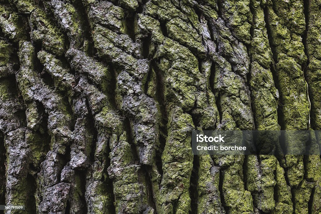 Corteccia di quercia - Foto stock royalty-free di Albero