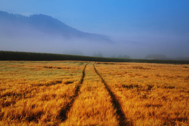 amanecer en el campo de trigo - morning cereal plant fog corn crop fotografías e imágenes de stock