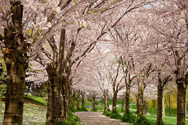 Cтоковое фото Pathway подкладкой, цветением вишен in Springtime