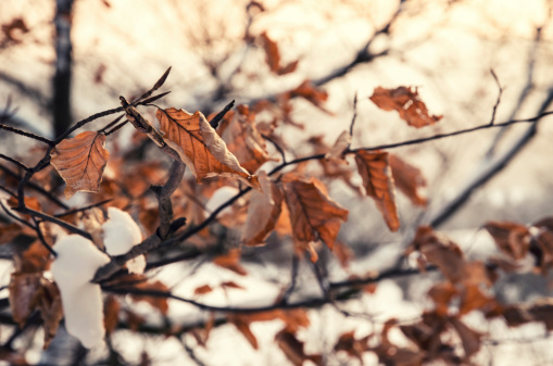 Wonderful capture of red dried leaves in winter. Nikon D7000, Nikkor 16-85mm. Soft grain. Focus on leaves.