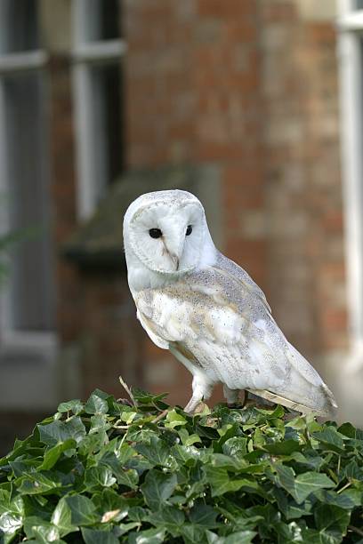 płomykówka - owl endangered species barn night zdjęcia i obrazy z banku zdjęć