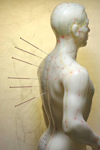 男性鍼治療の解剖模型 - acupoints ストックフォトと画像